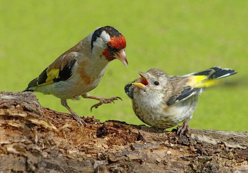Щегол птица фото пение самка и самец