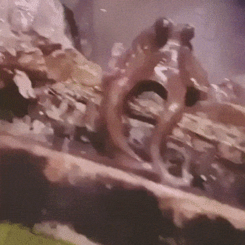Осьминог — одно из самых умных существ на планете. Вот один из них, копирует приветствие рукой