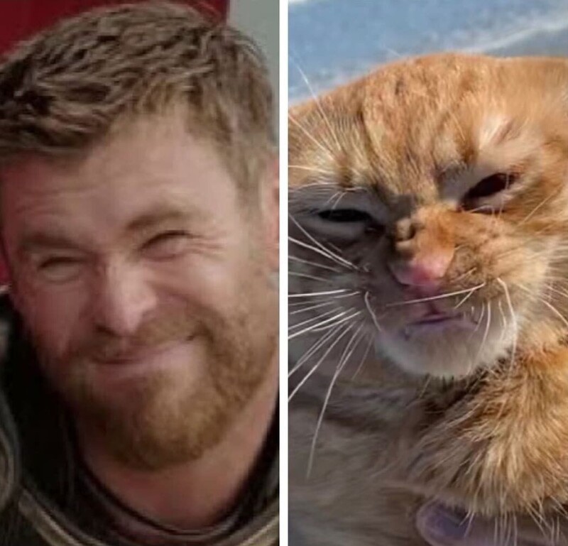 Реакция кота на природные шуточки так понравилась пользователям, что его сравнили с мемом