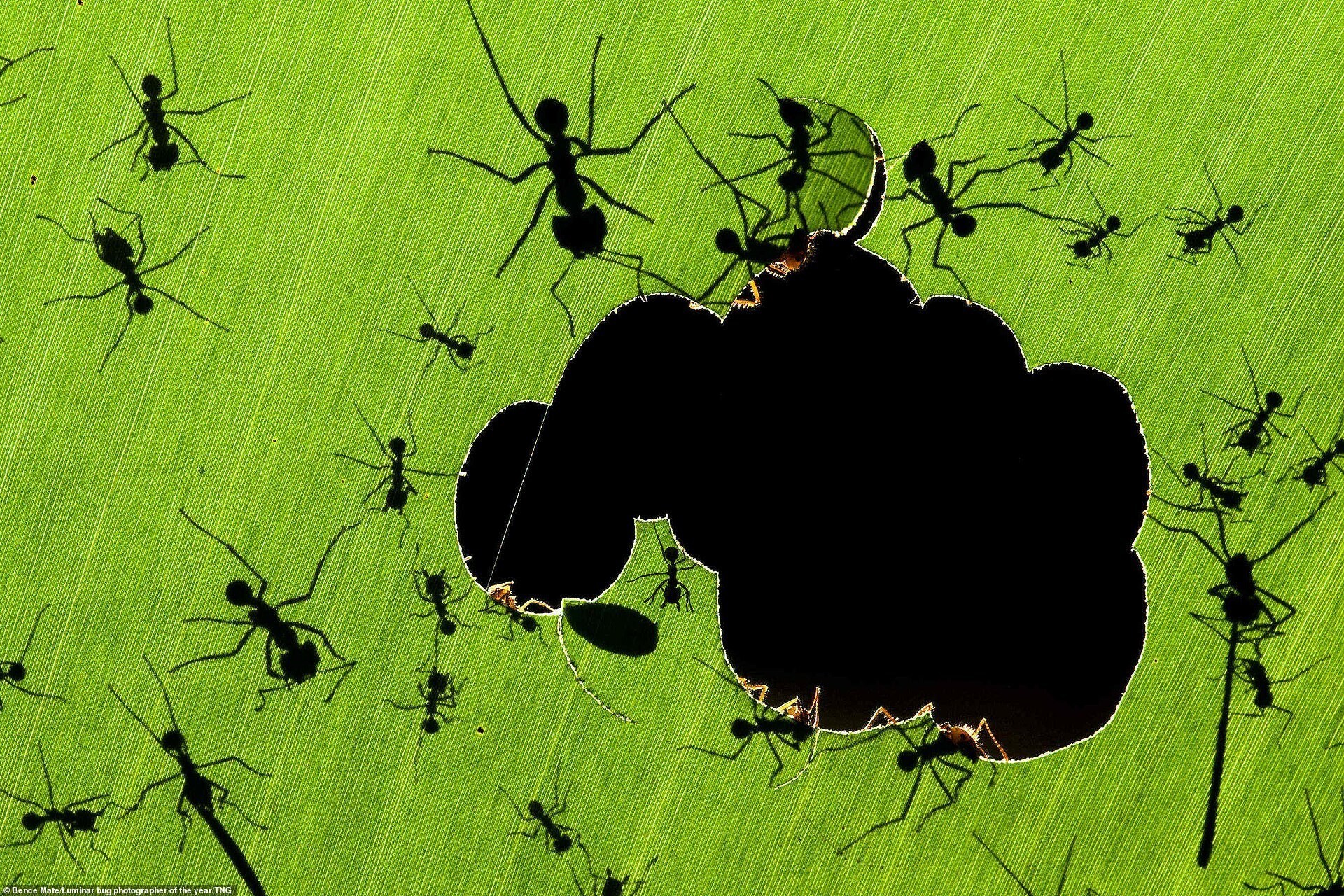 Тени муравьев-листорезов. Бенс Матэ. 2-е место в категории "Все прочие жуки"