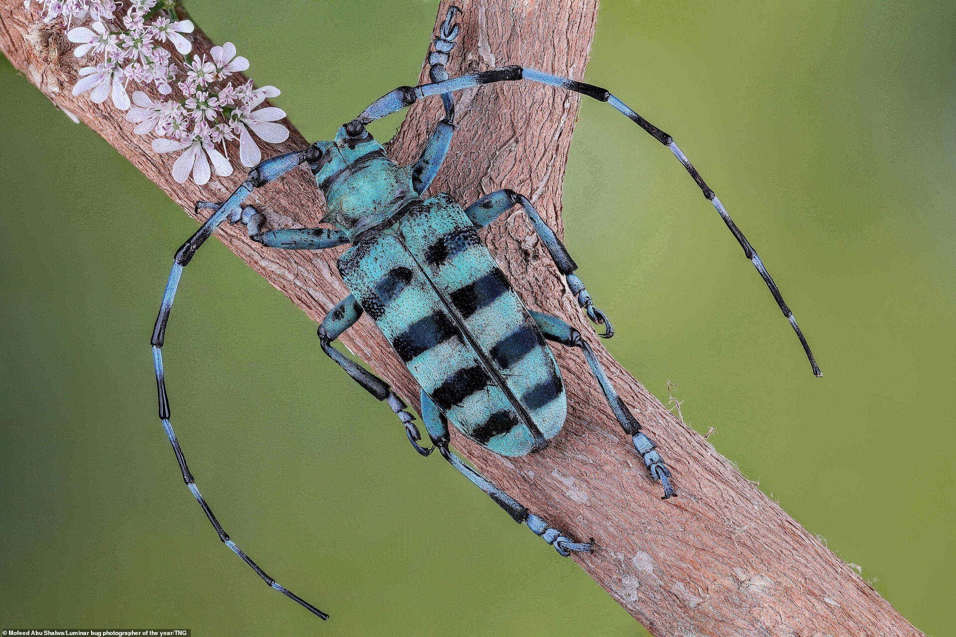Синий длиннорогий жук. Мофид Абу Шалва. Снимок попал в шорт-лист в категории "Жуки"