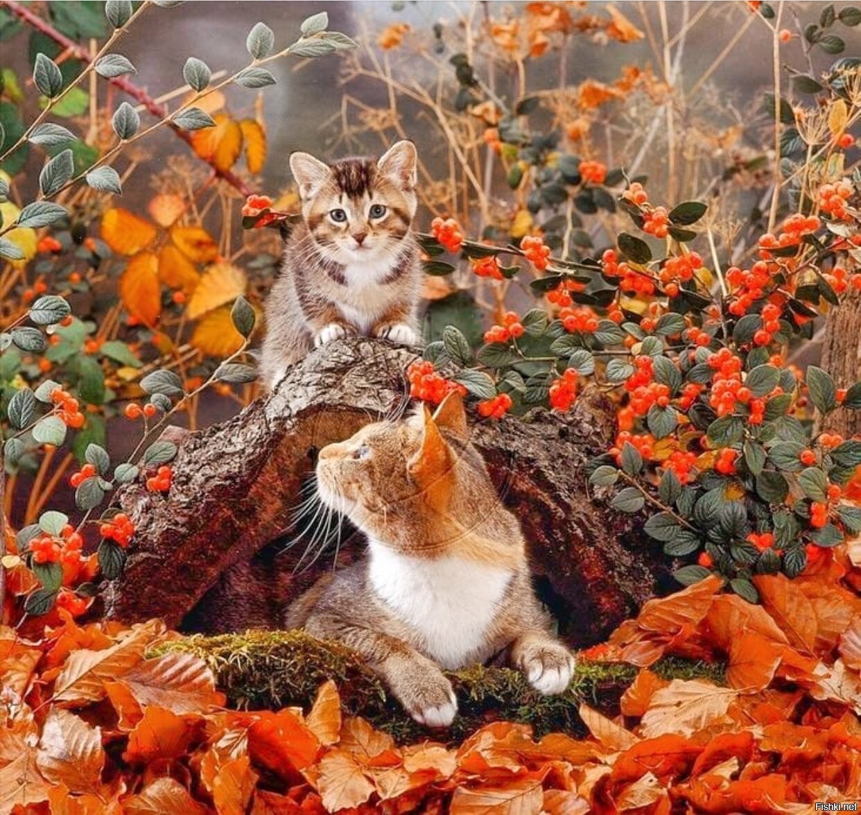 Картинки с добрым с животными. Кот осень. Животные осенью. Рыжий кот осень. Осенний котик.