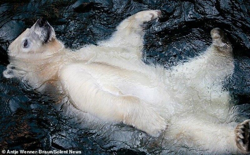 Полный релакс: молодой белый медведь наслаждается водичкой