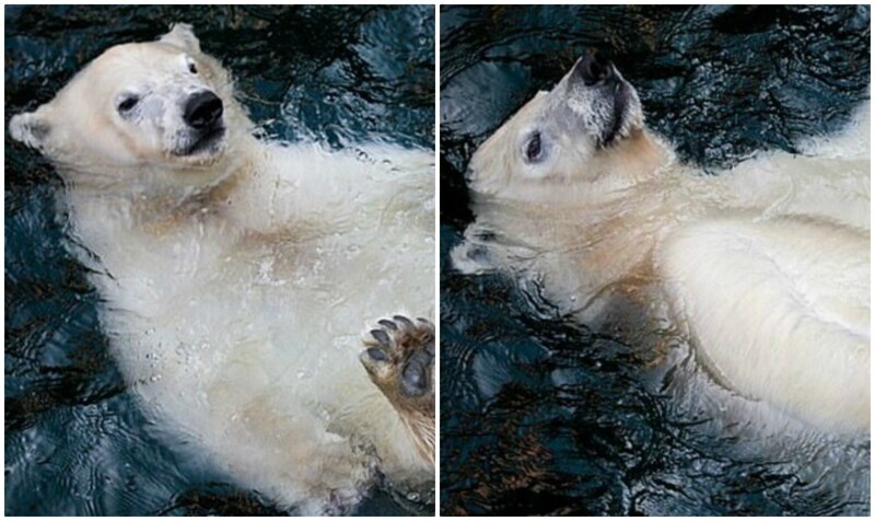 Полный релакс: молодой белый медведь наслаждается водичкой