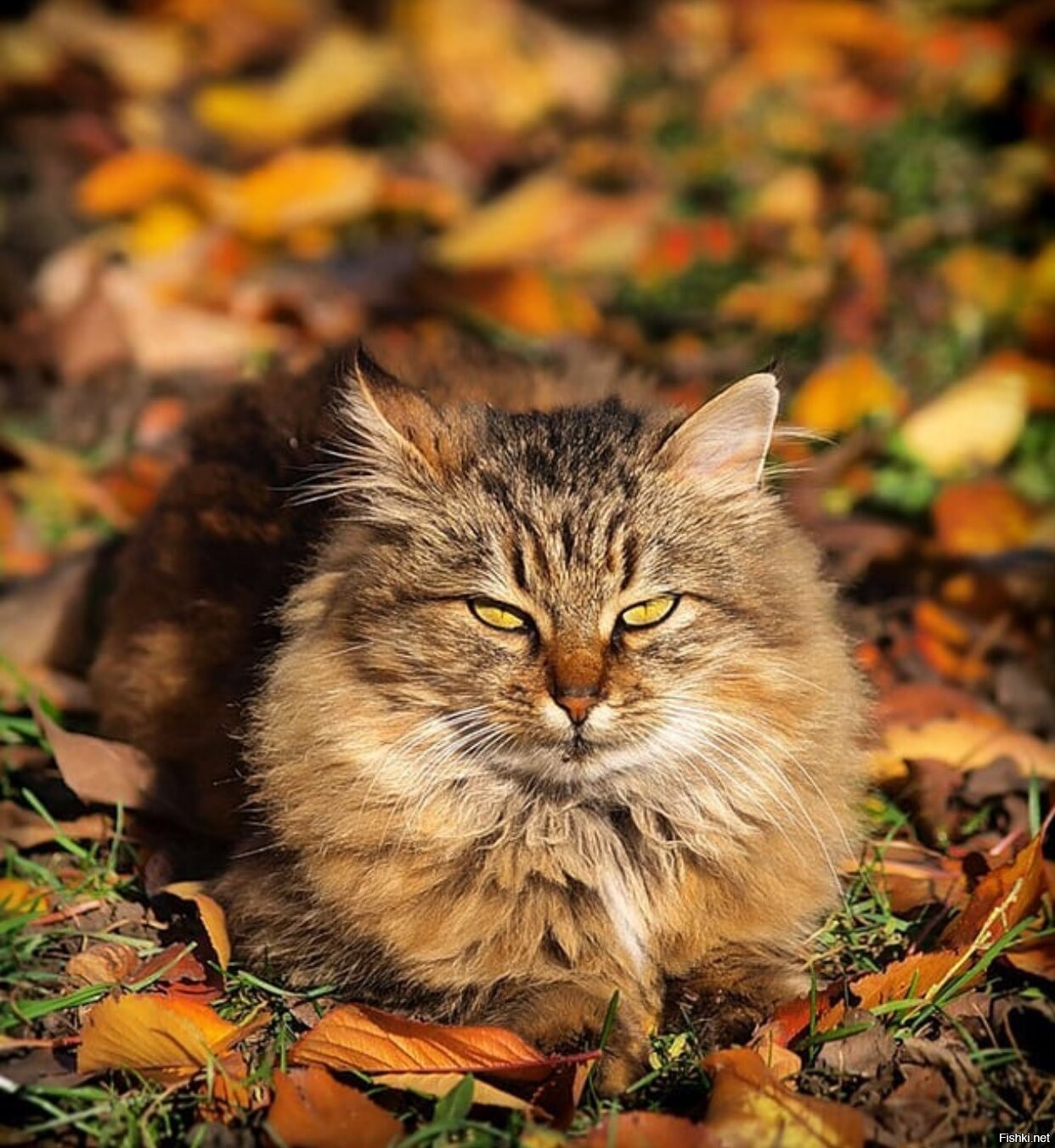 Коты пушистые осень