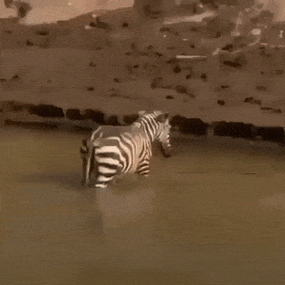 удачного дня