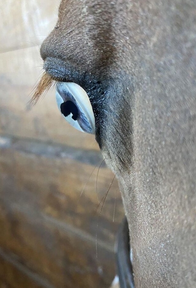 «Голубой глаз лошади»