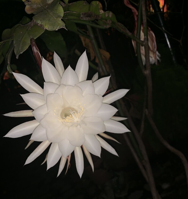 Царица ночи — такой цветок раскрывает свой бутон всего на одну ночь