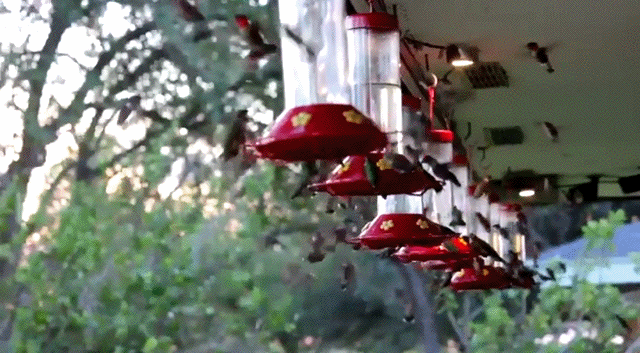 Гифки Гифки