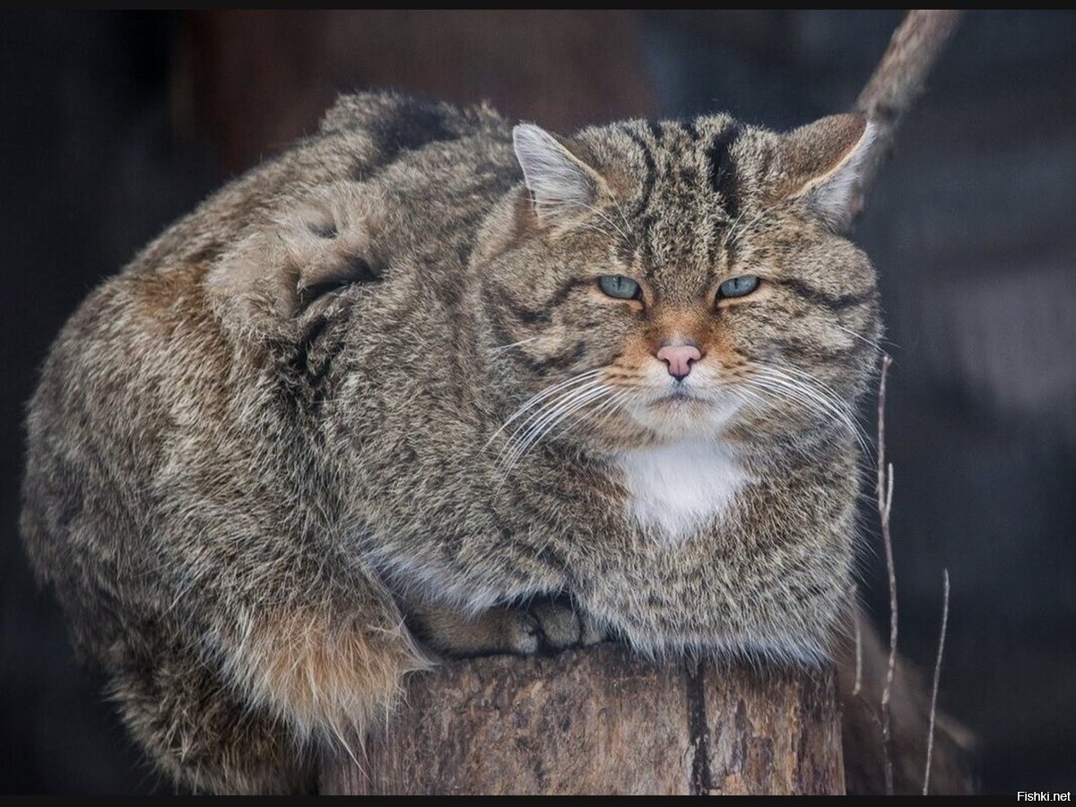 Лесная Кошка Фото