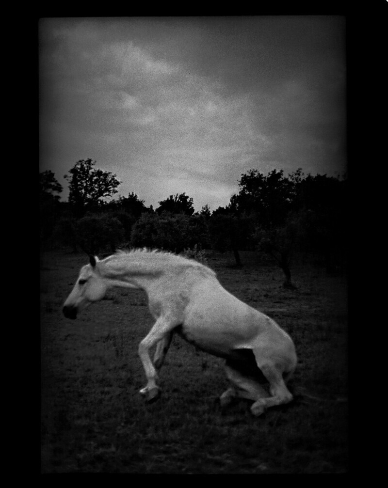 Встающая лошадь, Умбрия, Италия, 2007