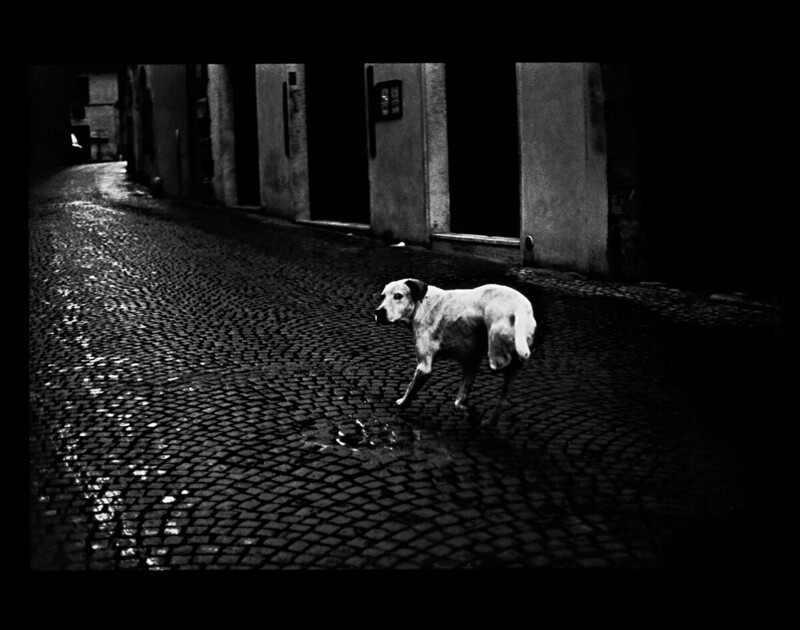 Трехногая собака, Умбрия, Италия, 2007