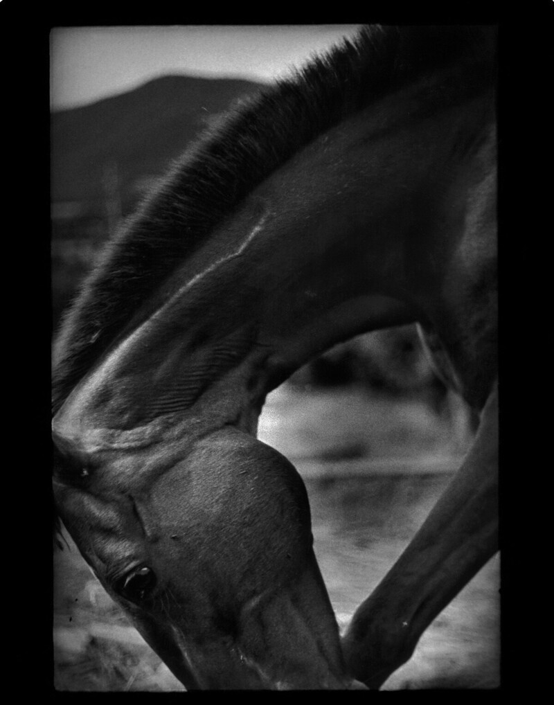 Голова и нога лошади, Умбрия, Италия, 2007