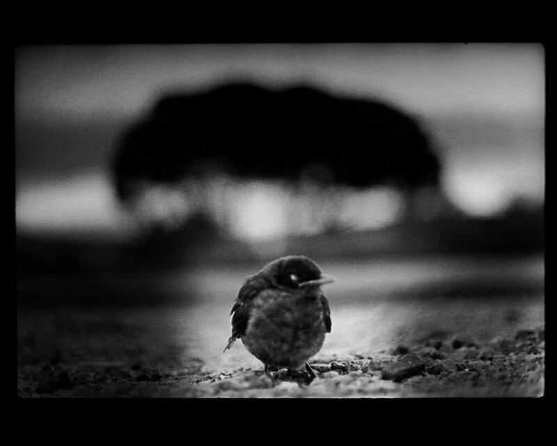 Маленькая птица, Умбрия, Италия, 2007