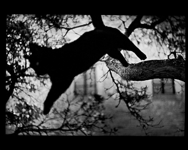 Прыгающая кошка, Умбрия, Италия, 2006