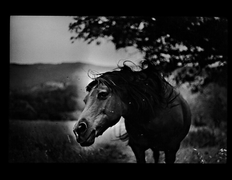 Лошадь, трясущая головой, Умбрия, Италия, 2006