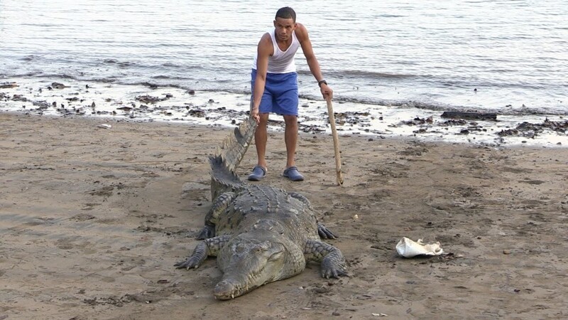  Крокодил преследовал мужчину в течение двух недель