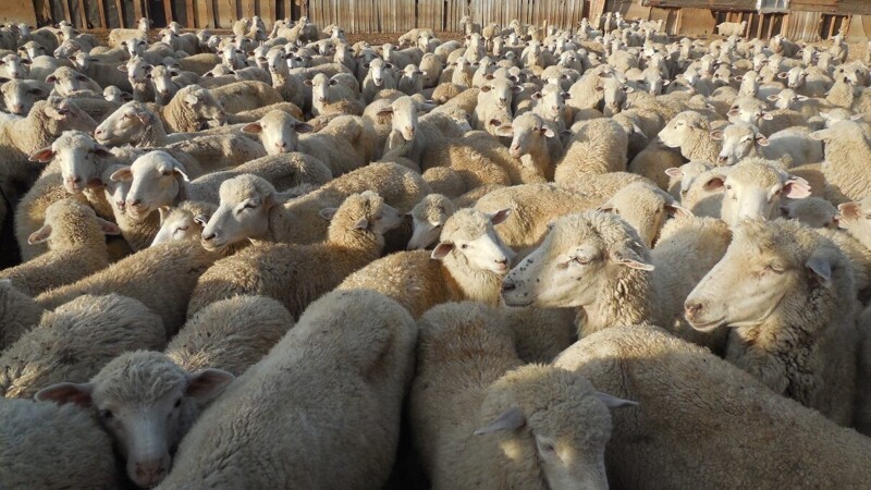 Сотни овец совершили самоубийство