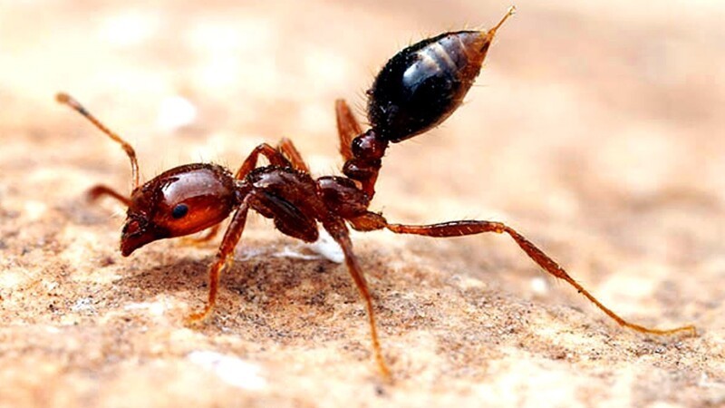 Красный огненный муравей или Solenopsis invicta