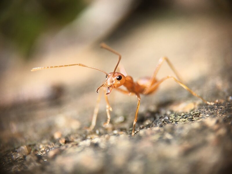 Желтые муравьи или Anoplolepis gracilipes