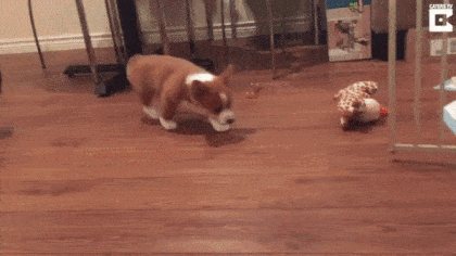 Гифки с собаками