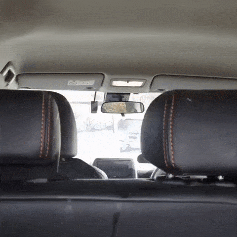 Гифки с собаками