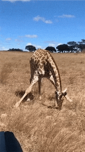 Что делают жирафы, когда рядом нет деревьев? Да вот что