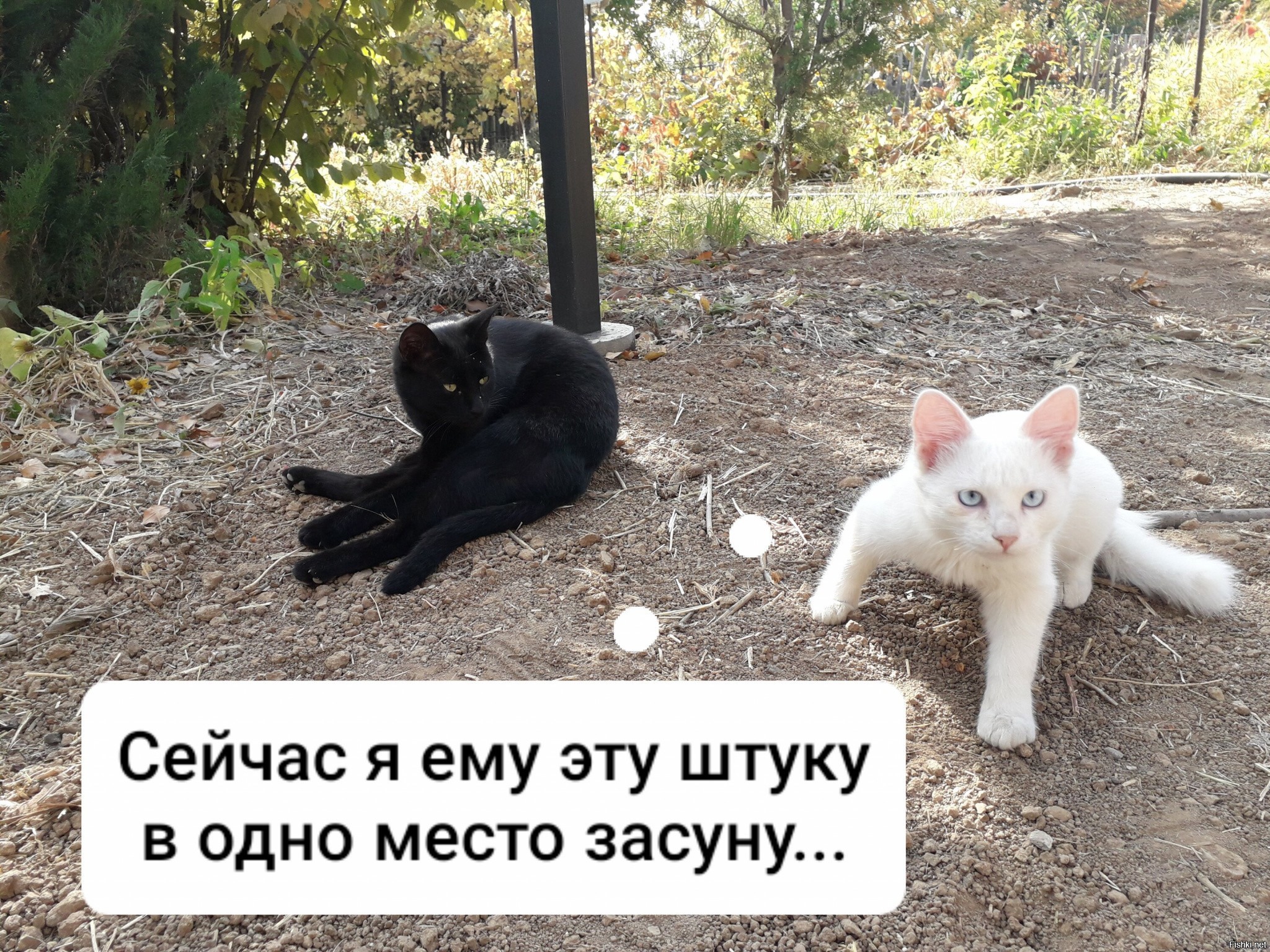 Тем временем мои коты. Коты мафия. Коты мафиози. Кот мафия фото. Кот мафия картинки.