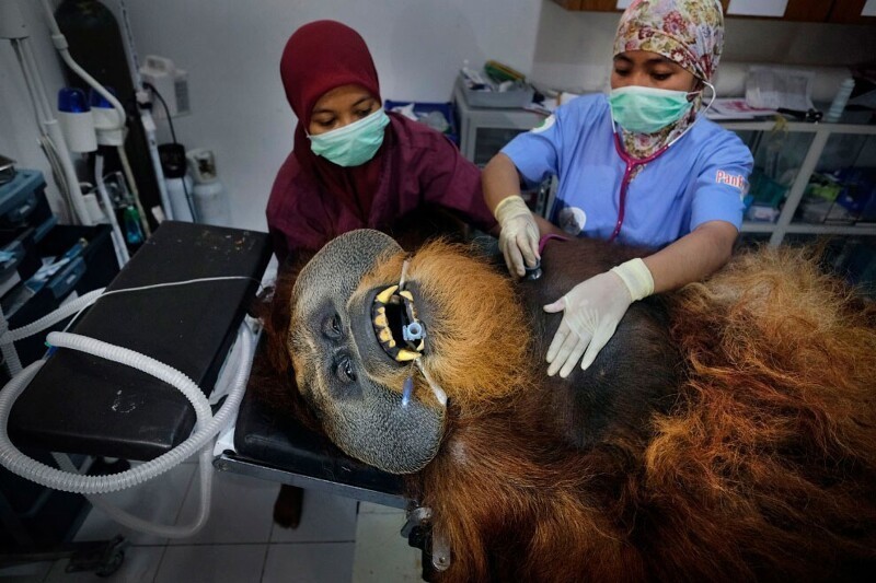 Орангутанг на приеме у врача.