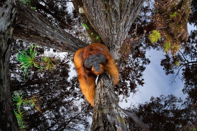 Имя орангутанг означает «лесной человек» на малайском языке. (Фото Thomas Vijayan):