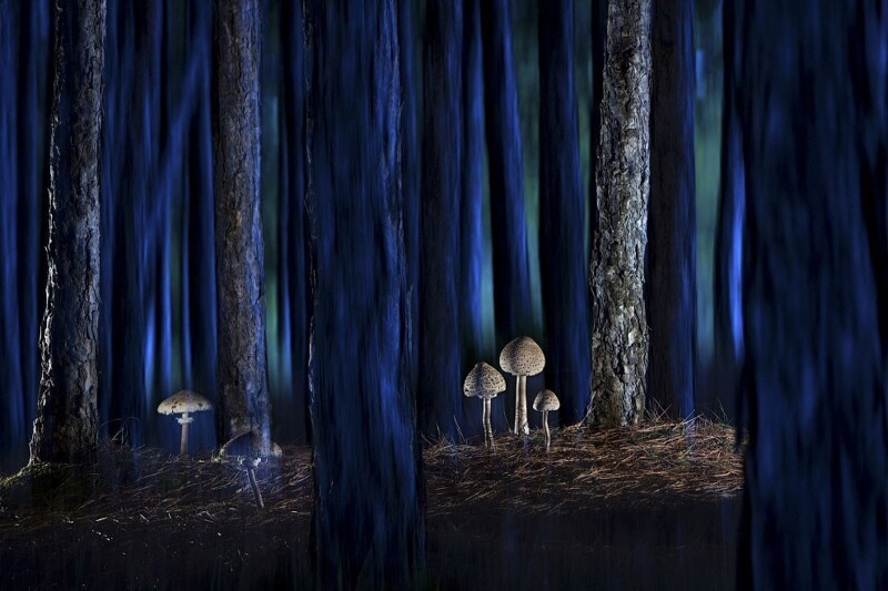 Волшебный лес. (Фото Agorastos Papatsanis):