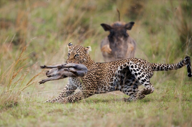 В заповеднике Масаи Мара в Кении самка леопарда поймала добычу. (Фото Peter Lindel):