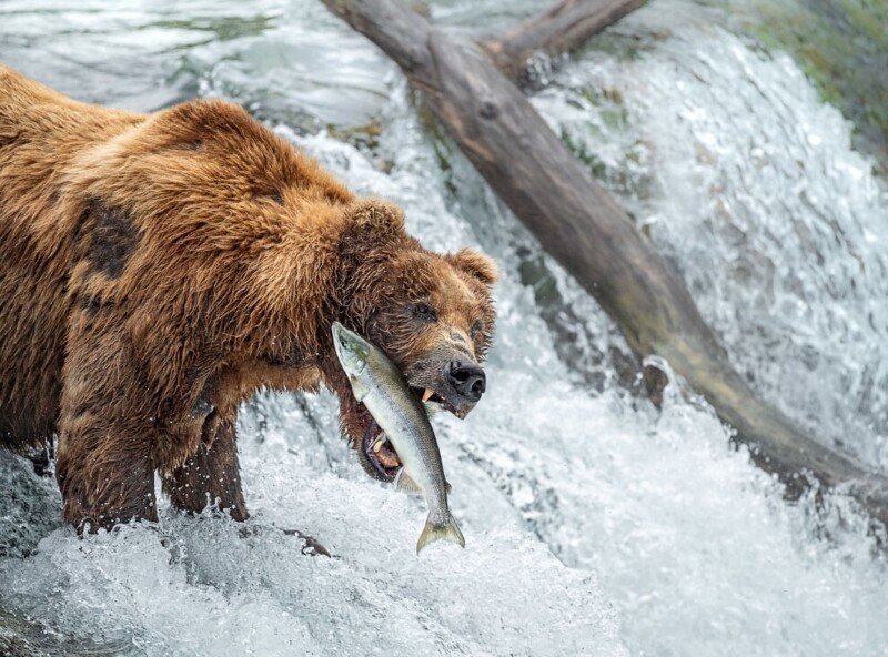 Медведь гризли на рыбалке. (Фото Hannah Grace Vijayan):