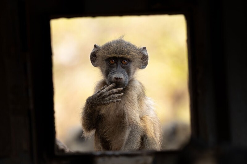 Молодой бабуин. (Фото Ankit Kumar):