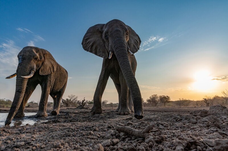 Стадо слонов в Ботсване. (Фото Ankit Kumar):
