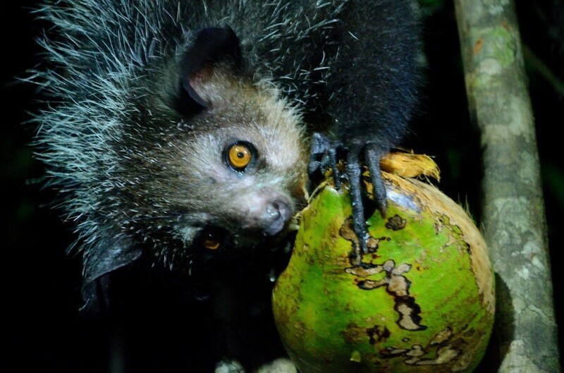 Самое редкое животное, животные Мадагаскара, руконожка