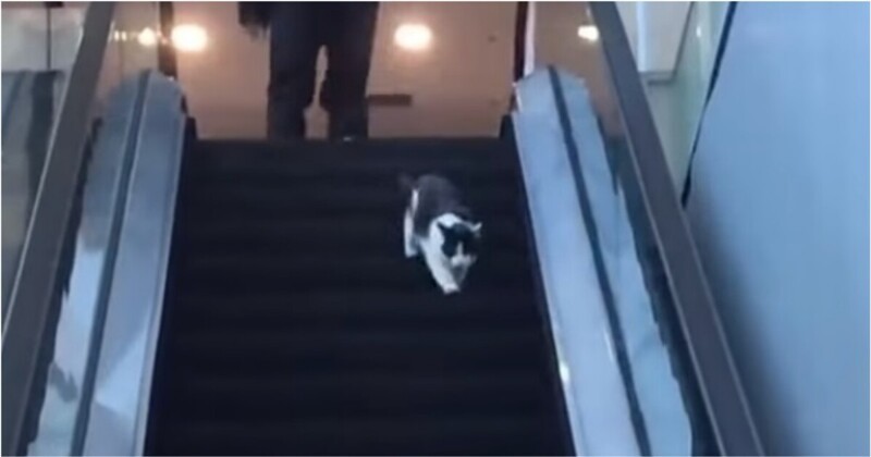 Кот пытался спуститься вниз по эскалатору, но перепутал дорожку