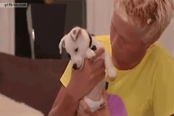 Гифки с собаками