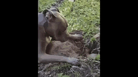 Гифки с собаками