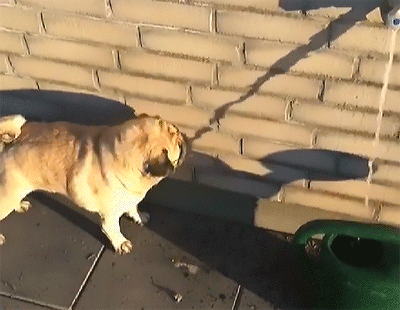 Гифки с собаками