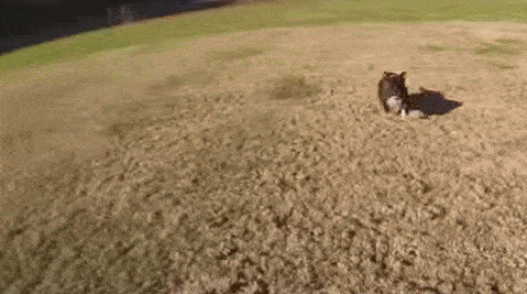 Гифки с собаками