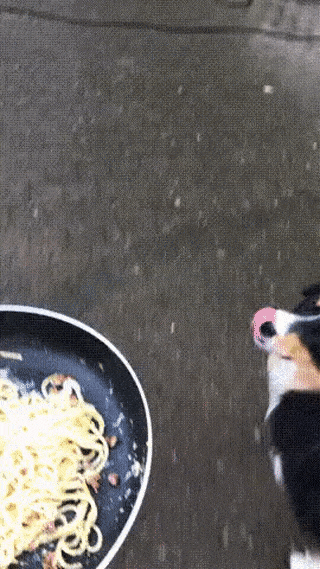 Гифки с собаками