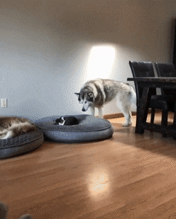 Гифки с собаками