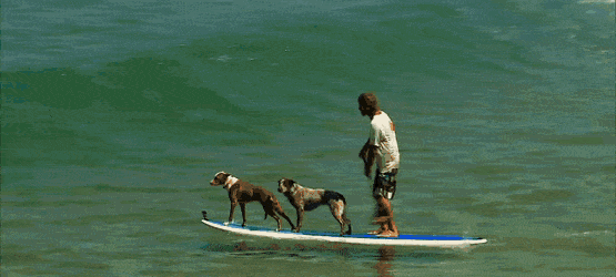 Гифки с собаками