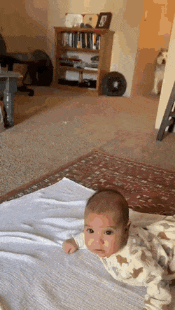 Гифки с собаками