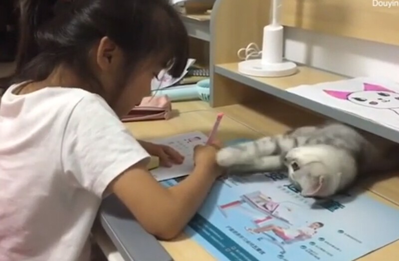 "Хватит учиться": кошка отвлекает маленькую хозяйку от домашней работы