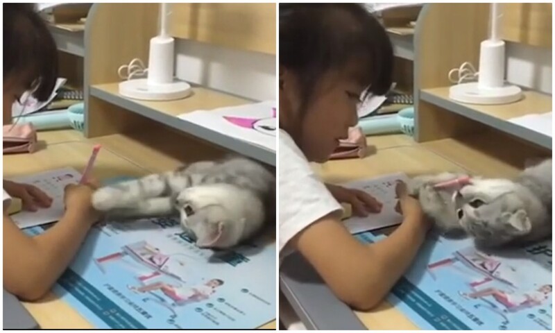"Хватит учиться": кошка отвлекает маленькую хозяйку от домашней работы