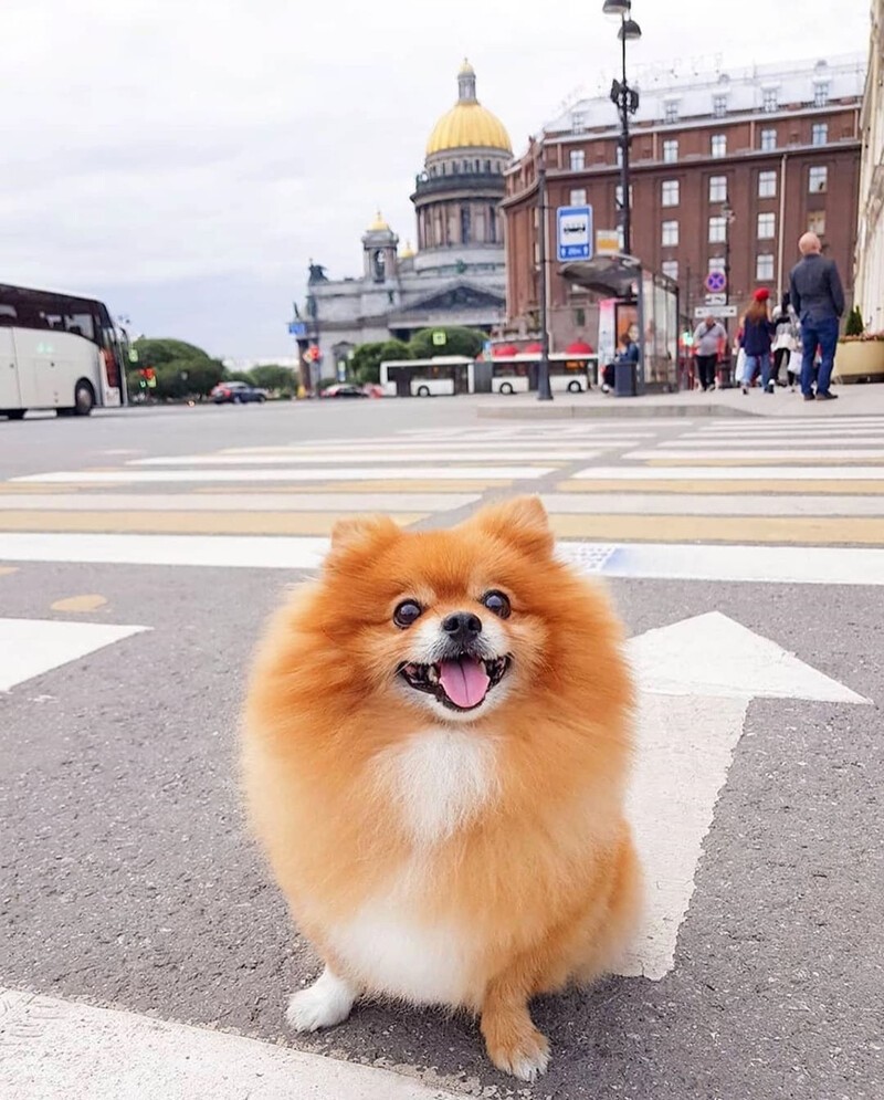 Петербург - город, в котором фотографироваться любят даже домашние животные