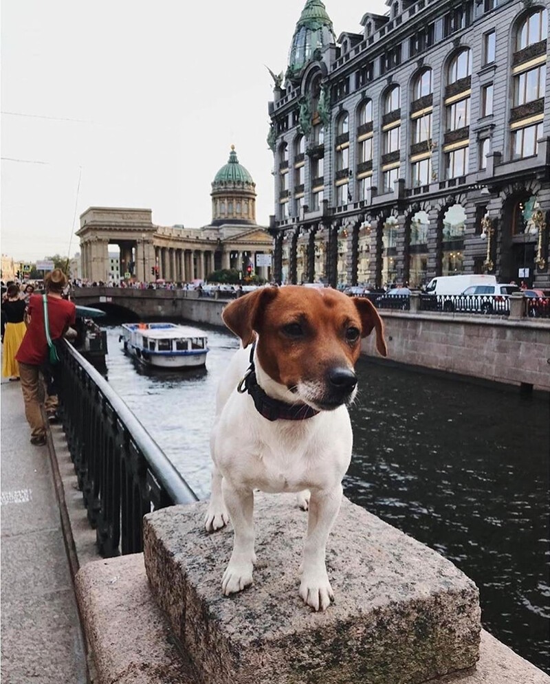 Петербург - город, в котором фотографироваться любят даже домашние животные