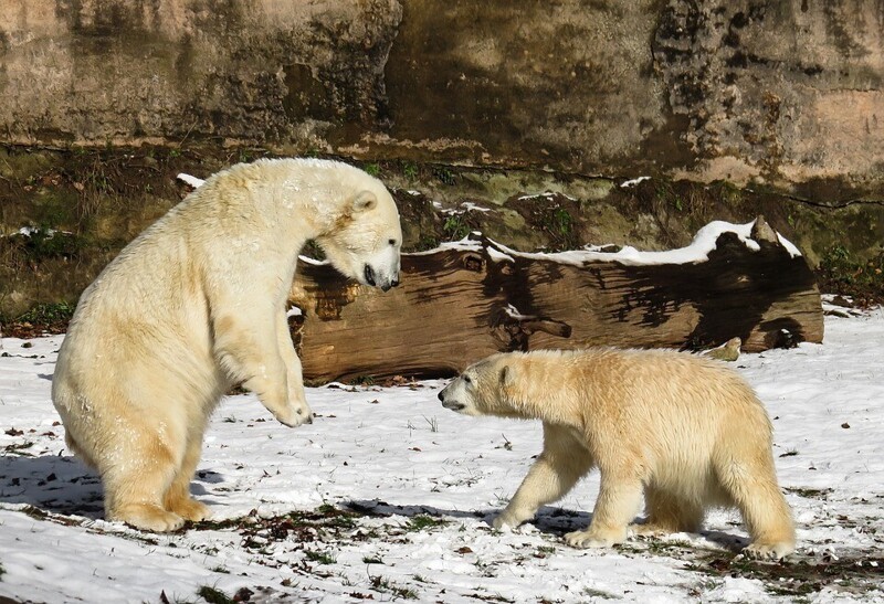 На Чукотке жители села находятся в постоянном страхе из-за белых медведей